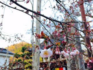 湯村温泉の春はすぐそこ♪―正福寺の八重桜―見頃は…？