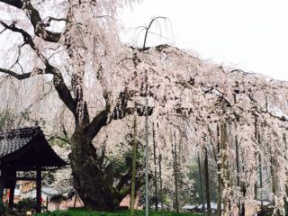 泰雲寺のしだれ桜も満開