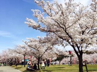 鳥取県立布勢総合運動公園の桜も満開♪―色のコントラストが美しい