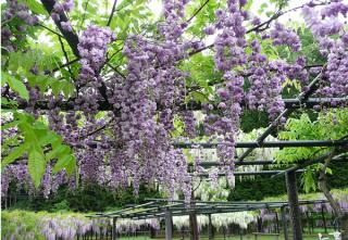 藤の花―竹田城址の観光とご一緒にいかがでしょうか？