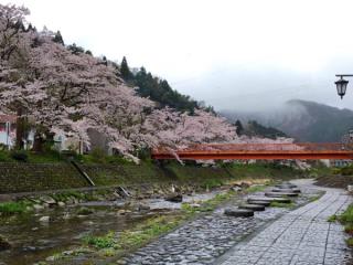 湯村温泉の桜