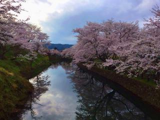 【一足伸ばして鳥取の桜並木へ】鹿野そばも♪