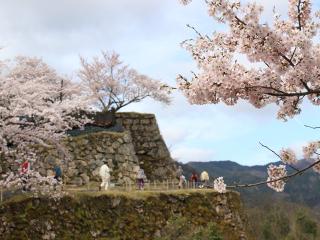 竹田城の桜も咲いています