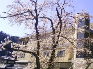 桜の開花状況（2018/3/30撮影）