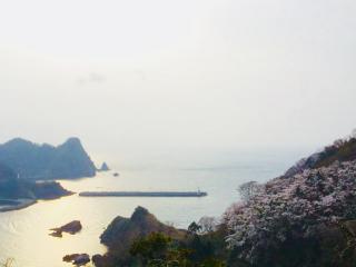 海岸線をドライブ　～海と桜～（2018/4/1撮影）