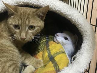 【ネーコは床暖房で丸くなる♪】湯村温泉に猫カフェOPEN