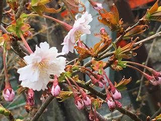 桜の開花状況：咲きはじめ（2019/3/27撮影②）