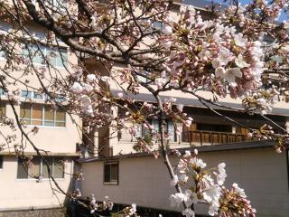 桜の開花状況（2019/4/4撮影）