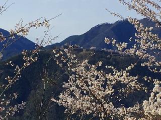 竹田城跡（立雲峡）の桜の開花状況（2019/4/9撮影）