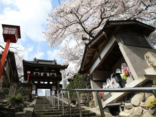 21年 兵庫県 湯村温泉周辺の桜の開花スポット 竹田城跡や鳥取なども 観光情報 新着情報 公式 兵庫 山陰 湯村温泉 湧泉の宿ゆあむ 旅館 ホテル