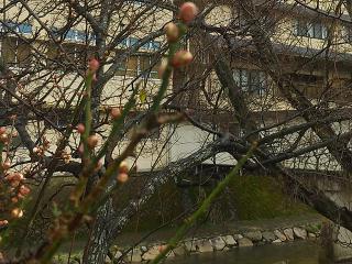 暖冬の影響で、梅の花のつぼみが…