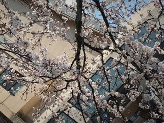 【兵庫県/湯村温泉】桜の開花情報　2021/3/26撮影