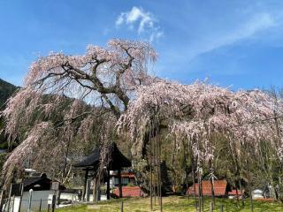 【兵庫県/泰雲寺（新温泉町）】しだれ桜の開花情報　2021/3/26撮影