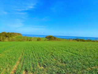 【鳥取砂丘/福部】らっきょう畑の緑の絨毯～初夏～