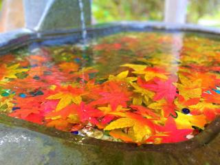 【兵庫県/新温泉町】宇都野神社の秋～紅葉と手水～