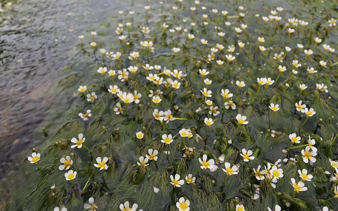 新温泉町　田君川バイカモ公園(梅花藻)