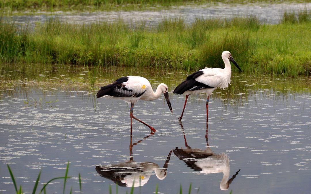 兵庫県立コウノトリの郷公園