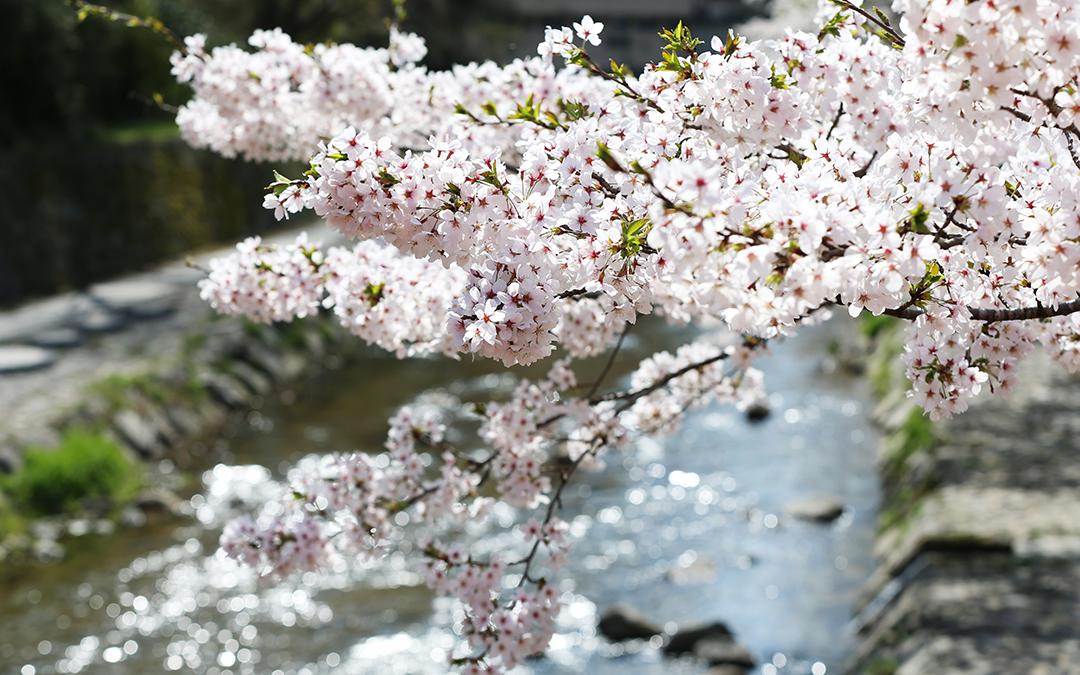 湯村温泉　春来川の桜並木