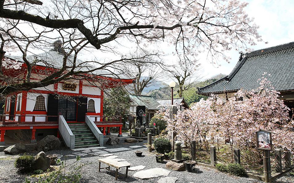 湯村温泉　正福寺の正福寺桜