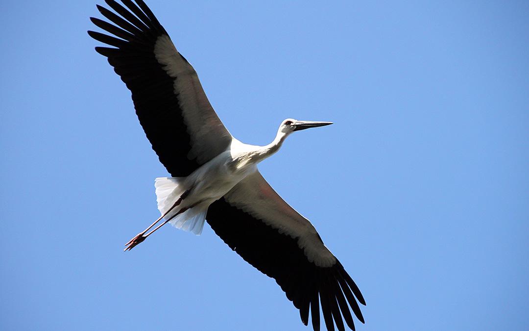 兵庫県立コウノトリの郷公園