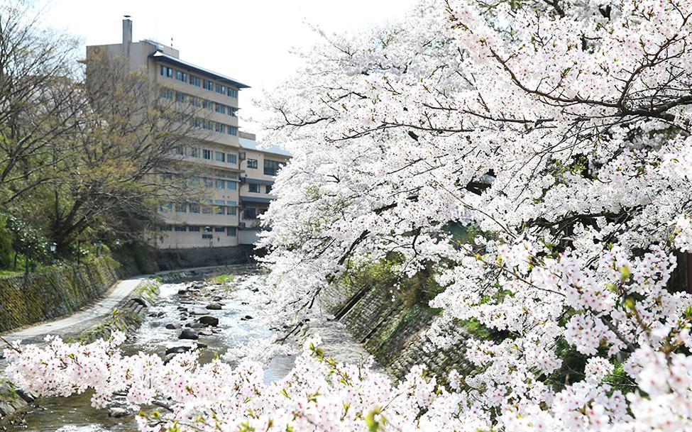 湯村温泉　春来川の桜並木