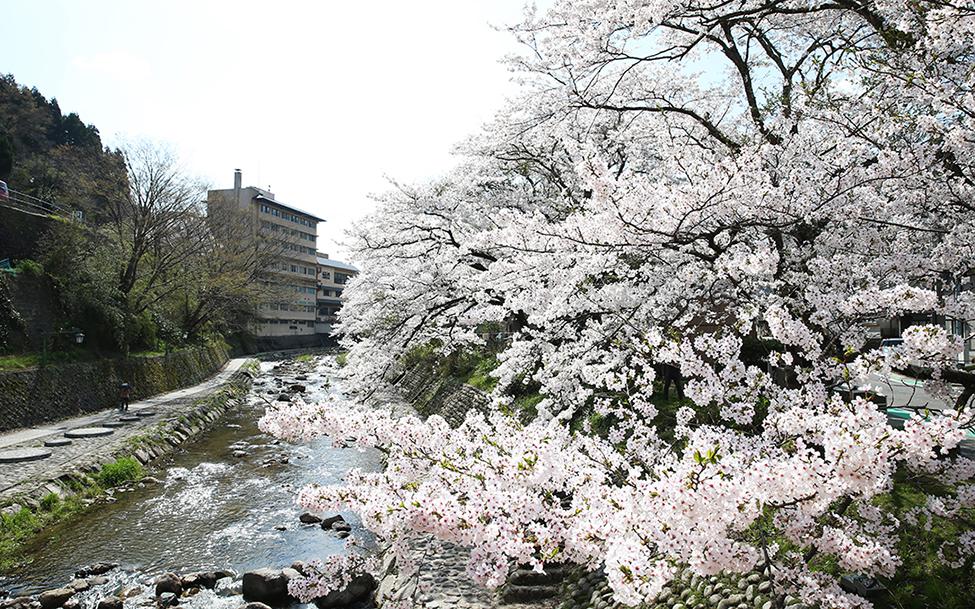 湯村温泉　春来川の桜並木