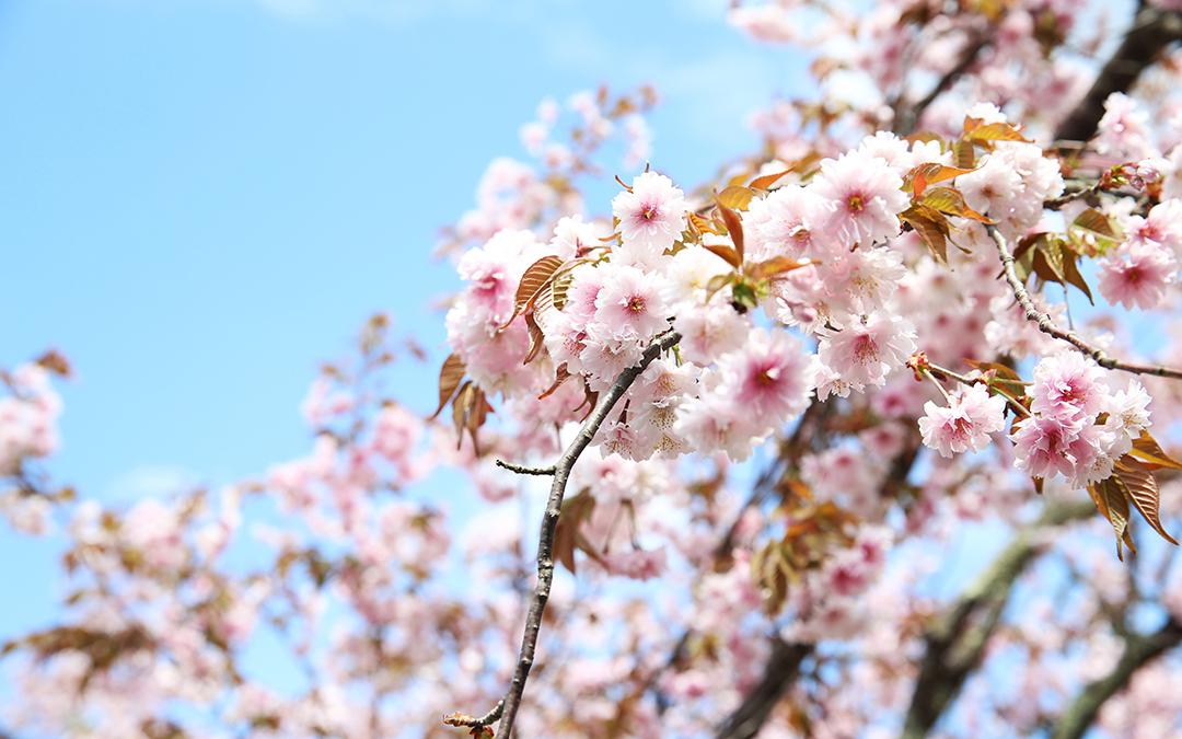 湯村温泉　正福寺の正福寺桜