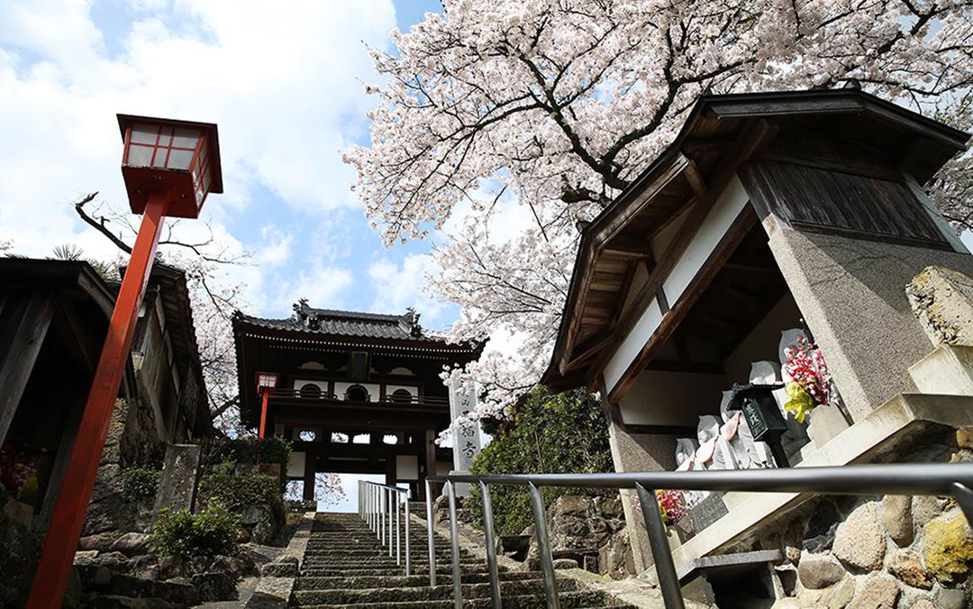 湯村温泉　正福寺の正福寺桜