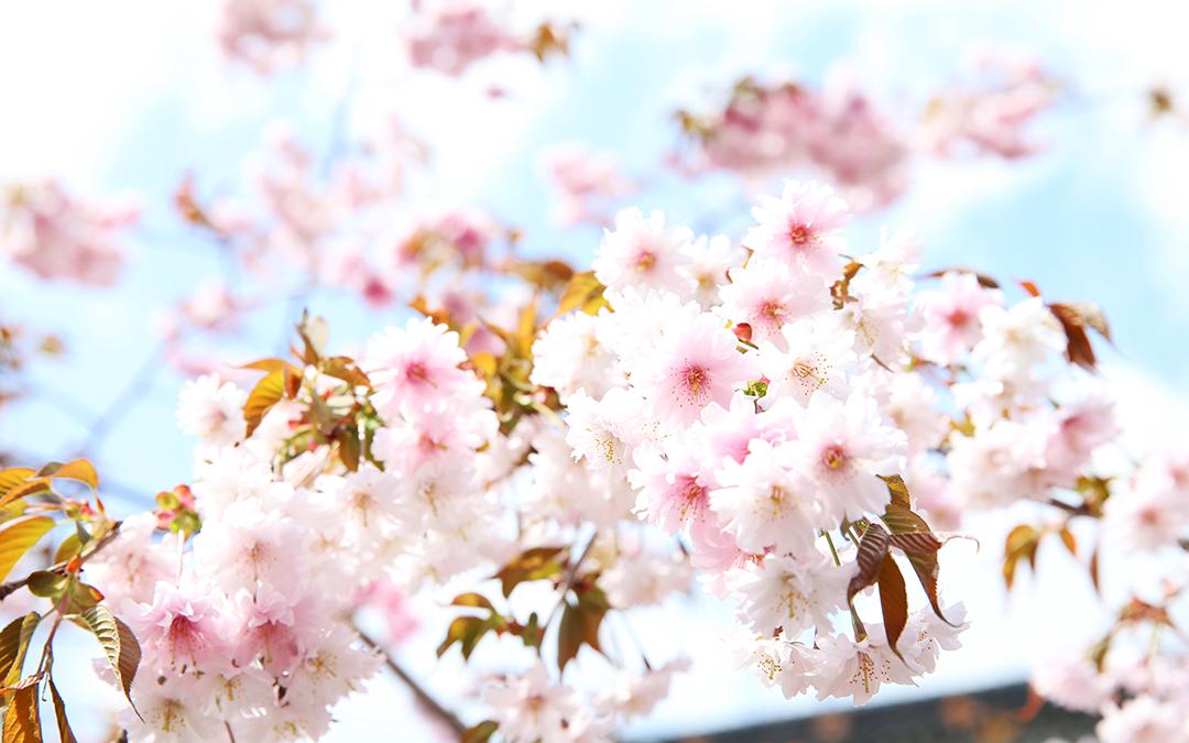 湯村温泉　正福寺の正福寺桜