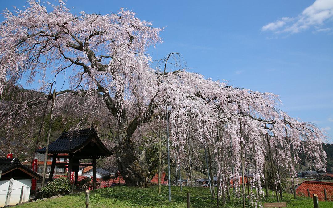 新温泉町　泰雲寺のしだれ桜