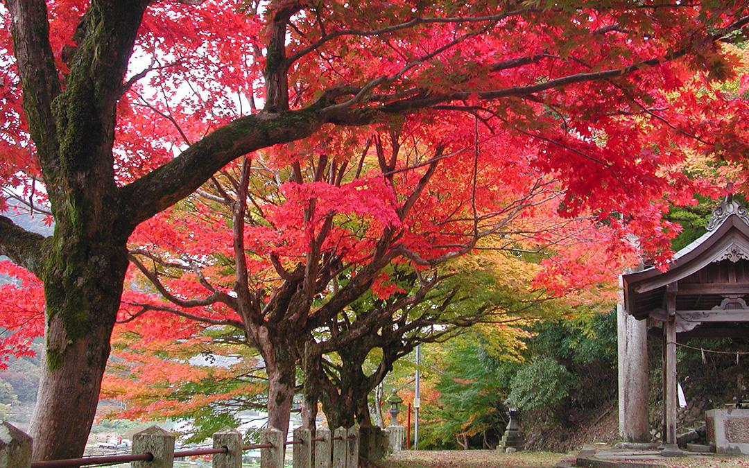 養父神社の紅葉