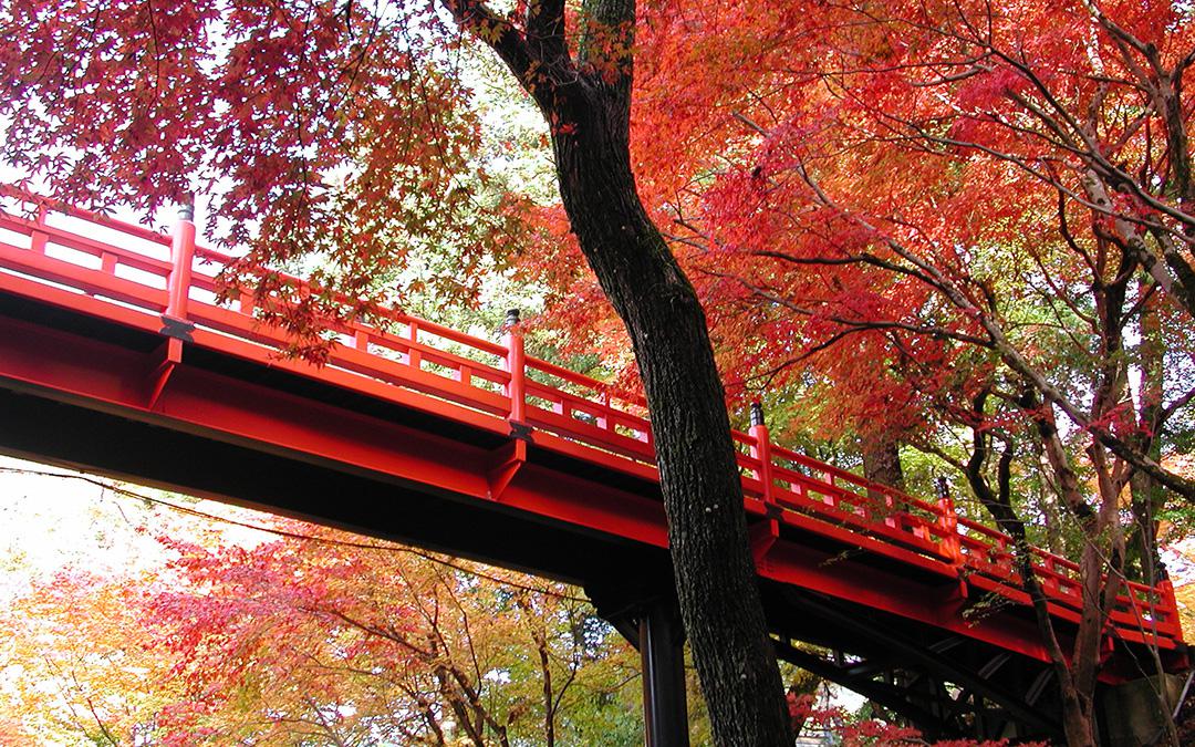 養父神社の紅葉