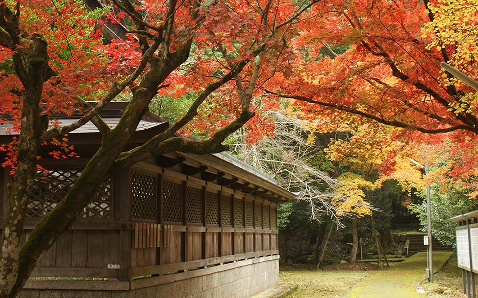 養父神社の紅葉