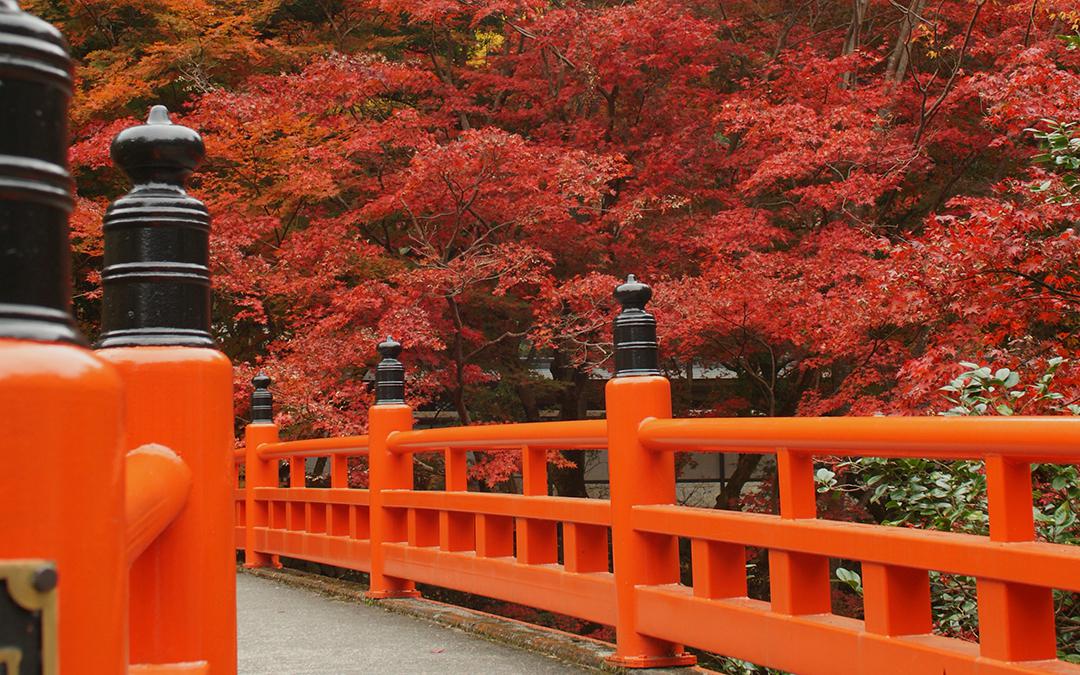 養父神社の紅葉