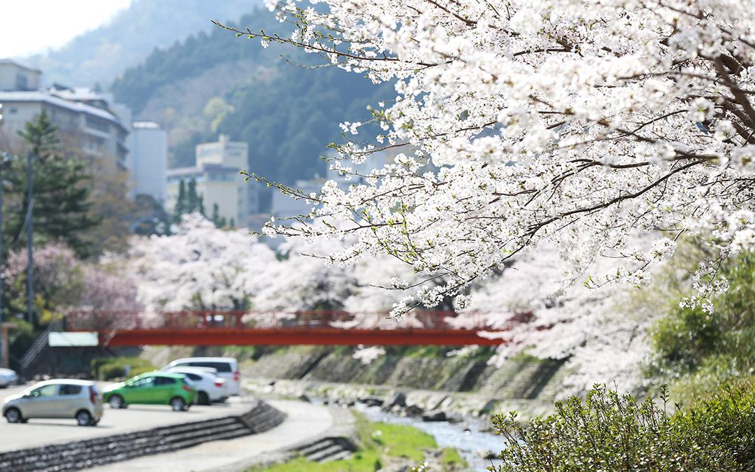 湯村温泉　春来川の桜並木