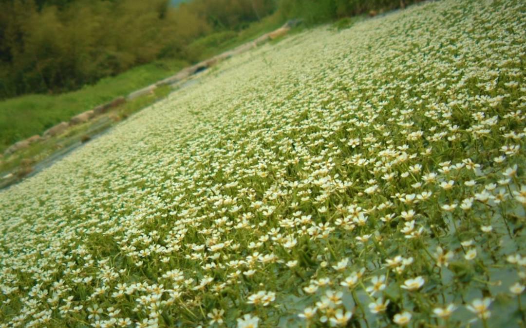 新温泉町　田君川バイカモ公園(梅花藻)