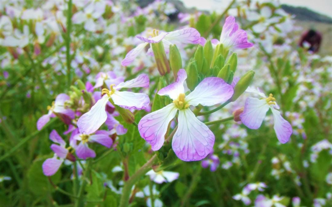 新温泉町　ハマダイコンの花