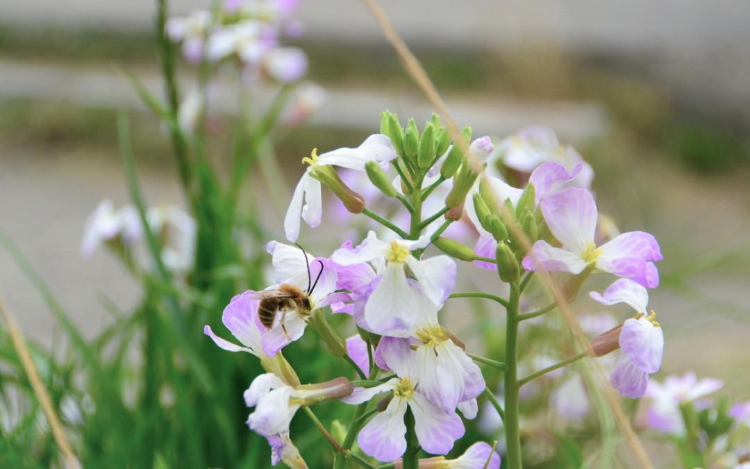 新温泉町　ハマダイコンの花