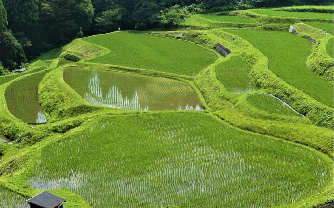 うへ山の棚田