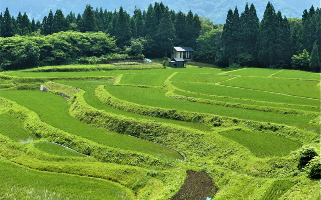 うへ山の棚田