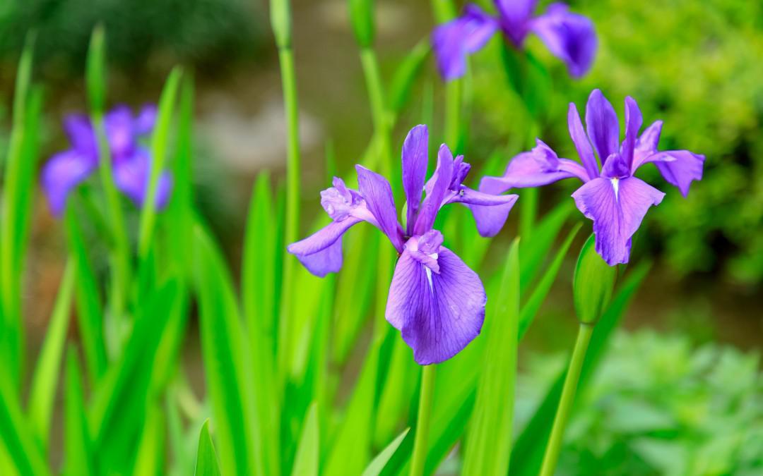 牧谷又助池のカキツバタ群落