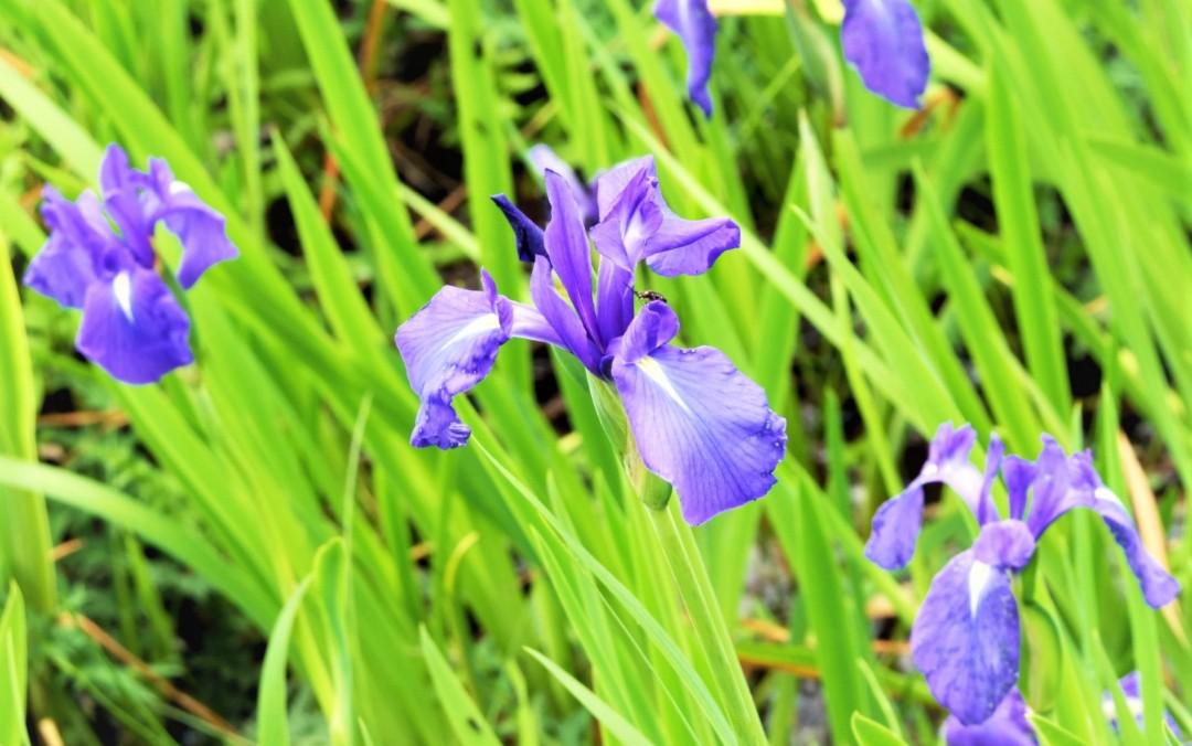 唐川湿原のカキツバタ群落