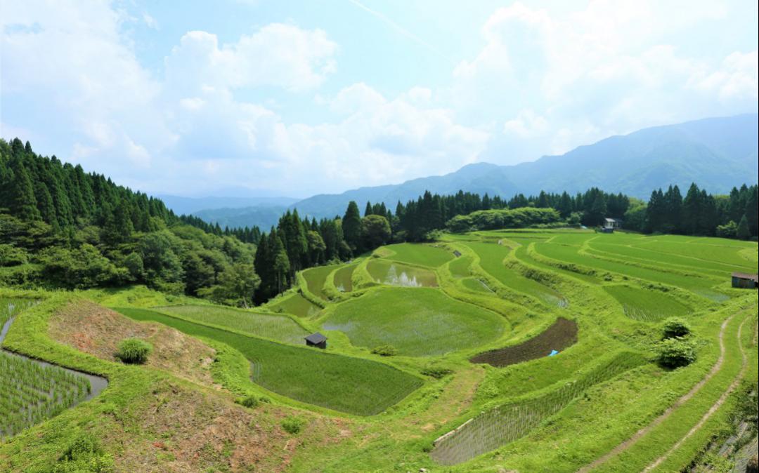 うへ山の棚田