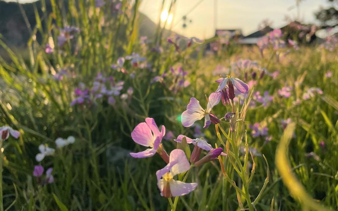 浜坂県民サンビーチ